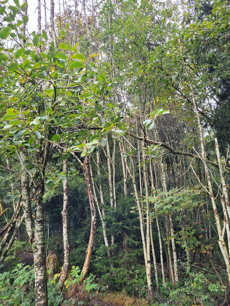 Jungwald