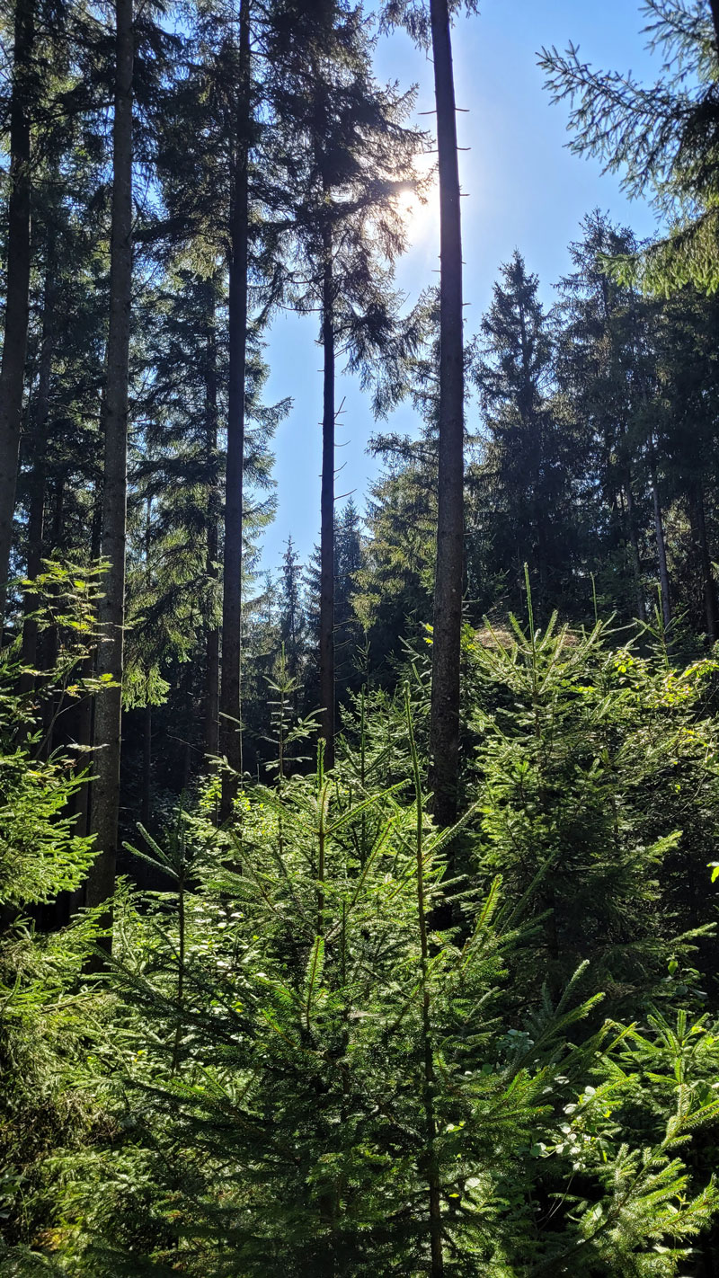 Waldpflege
