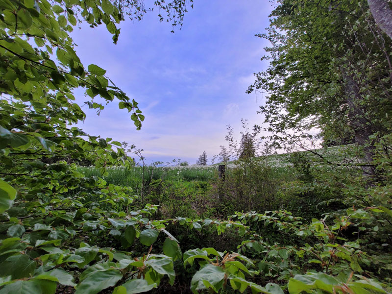 Waldbild