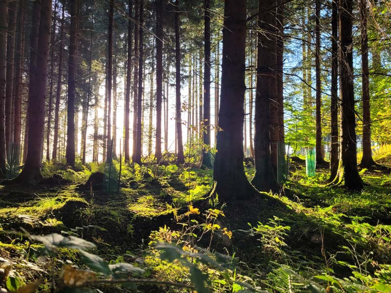 Wald