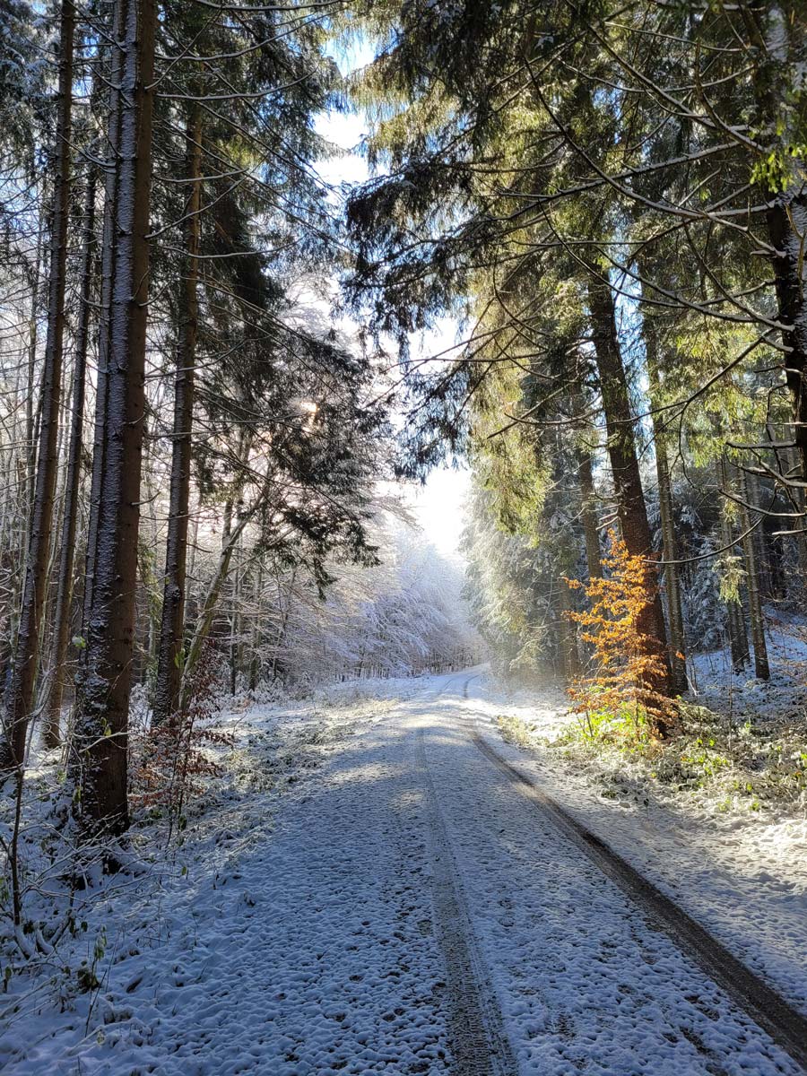 Waldbild