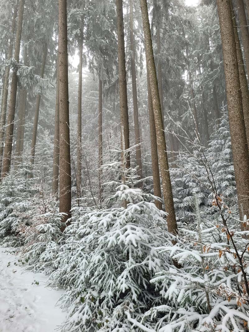 FBG Marktoberdorf - Waldbild